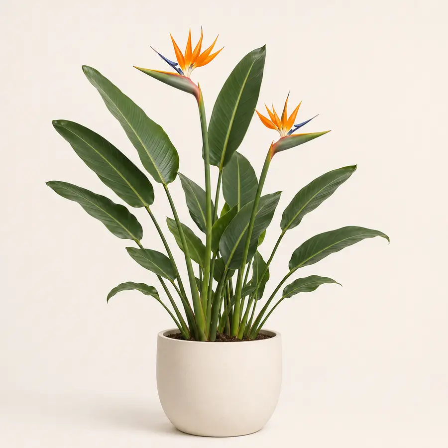 Bird of Paradise
