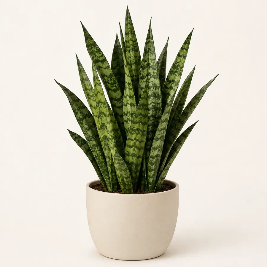 Snake Plant